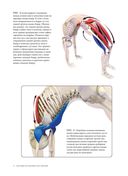Анатомия прогибаний и скручиваний — фото, картинка — 9