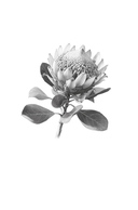 Потерянные цветы Элис Харт — фото, картинка — 21