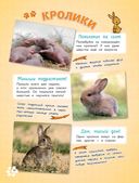 Самые милые животные. Большая энциклопедия для маленьких — фото, картинка — 12