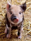 Самые милые животные. Большая энциклопедия для маленьких — фото, картинка — 17