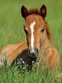 Самые милые животные. Большая энциклопедия для маленьких — фото, картинка — 19