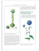 Лекарственные растения. Большой атлас — фото, картинка — 3