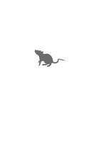 Обрывок летописи года металлической крысы — фото, картинка — 1