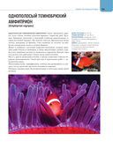 Рыбы коралловых рифов — фото, картинка — 15