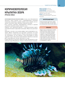 Рыбы коралловых рифов — фото, картинка — 17