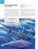 Рыбы коралловых рифов — фото, картинка — 18