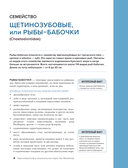 Рыбы коралловых рифов — фото, картинка — 10