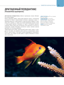 Рыбы коралловых рифов — фото, картинка — 12