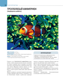 Рыбы коралловых рифов — фото, картинка — 14