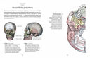 Анатомия: С иллюстрациями из классической 