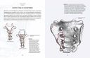 Анатомия: С иллюстрациями из классической 