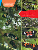 Большая энциклопедия о насекомых. 500 фотографий и фактов — фото, картинка — 7