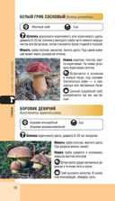 Лесной гид. Грибы, ягоды, травы — фото, картинка — 19