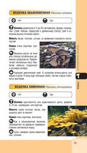 Лесной гид. Грибы, ягоды, травы — фото, картинка — 22