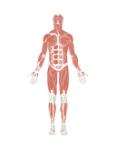 Тело человека. Самая анатомическая энциклопедия — фото, картинка — 2