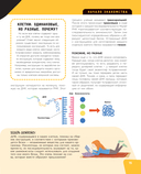 Тело человека. Самая анатомическая энциклопедия — фото, картинка — 15