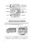 Гистология, цитология, эмбриология: учебник — фото, картинка — 10