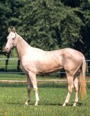 Энциклопедия. Лошади — фото, картинка — 3