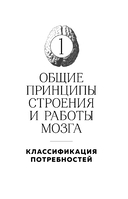 Мозг и его потребности 2.0. От питания до признания — фото, картинка — 10
