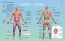 Иллюстрированный атлас. Анатомия человека — фото, картинка — 3