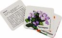 Двулетние садовые цветы. 12 развивающих карточек с красочными картинками, стихами и загадками — фото, картинка — 1
