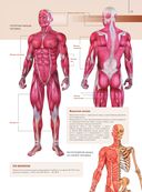 Анатомия человека. Большой популярный атлас — фото, картинка — 13