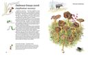 Софи в мире грибов — фото, картинка — 2