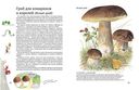 Софи в мире грибов — фото, картинка — 3