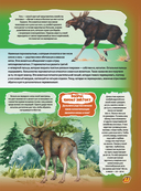 Животные — фото, картинка — 13