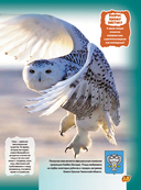 Животные — фото, картинка — 17