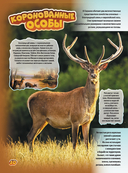 Животные — фото, картинка — 12