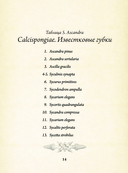 Красота форм в природе — фото, картинка — 10