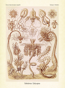 Красота форм в природе — фото, картинка — 11