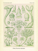 Красота форм в природе — фото, картинка — 7