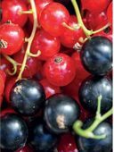 Эти невероятные плоды. Плодово-ягодные и орехоплодные культуры — фото, картинка — 4