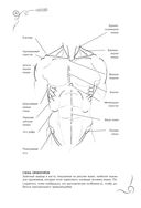 Анатомия для художников. Альбом для скетчинга — фото, картинка — 11