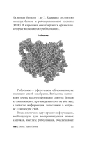 Анатомия для ищущих свой пупок — фото, картинка — 10
