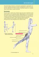 Анатомия силовых тренировок для женщин — фото, картинка — 9