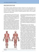 Анатомия лечебной растяжки: быстрое избавление от боли и профилактика травм — фото, картинка — 11