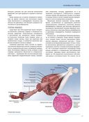 Анатомия лечебной растяжки: быстрое избавление от боли и профилактика травм — фото, картинка — 12