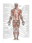 Анатомия лечебной растяжки: быстрое избавление от боли и профилактика травм — фото, картинка — 4