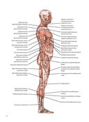 Анатомия лечебной растяжки: быстрое избавление от боли и профилактика травм — фото, картинка — 6