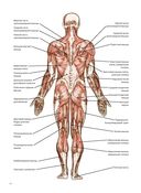 Анатомия лечебной растяжки: быстрое избавление от боли и профилактика травм — фото, картинка — 8