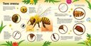 Улей. Как живут пчёлы? — фото, картинка — 2