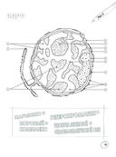 Анатомия. Русско-латинский атлас-раскраска — фото, картинка — 15