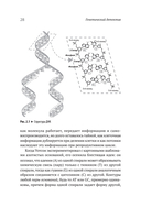 Генетический детектив. От исследования рибосомы к Нобелевской премии — фото, картинка — 5