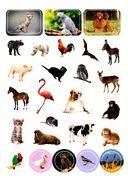 100 наклеек. Мир животных — фото, картинка — 2