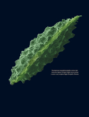 Семена и зерна. Иллюстрированный атлас — фото, картинка — 2