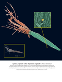 Семена и зерна. Иллюстрированный атлас — фото, картинка — 11