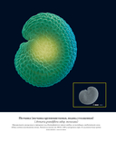 Семена и зерна. Иллюстрированный атлас — фото, картинка — 12